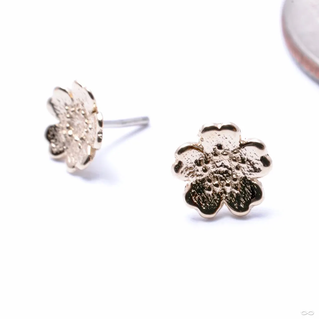 Simple Daisy Press-fit End in Gold from BVLA